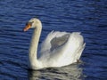 Arched wings, white swan on a deep blue, rippled water surface.