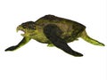 Archelon Turtle Body Royalty Free Stock Photo