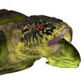 Archelon Turtle Head Royalty Free Stock Photo