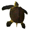 Archelon Turtle Tail Royalty Free Stock Photo