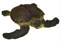 Archelon Turtle on White Royalty Free Stock Photo