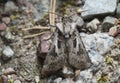 Archer`s dart, Agrotis vestigialis on rock Royalty Free Stock Photo