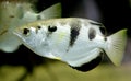 Archerfish 1 Royalty Free Stock Photo