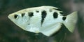 Archerfish 2 Royalty Free Stock Photo