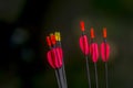 Archery arrows on a black background Royalty Free Stock Photo