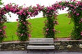 Arches of climbing pink roses ar full bloom Royalty Free Stock Photo