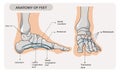 Arches of the feet. Foot skeleton anatomy