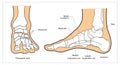 Arches of the feet vector. Foot skeleton anatomy