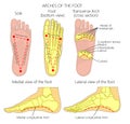 Arches of the foot