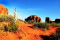 Arches National Park, Flowers Desert Landscape, Utah Royalty Free Stock Photo