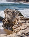 Arches at Natural Bridges State Beach Royalty Free Stock Photo