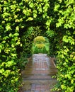 Arches in ornimental Hedges and brick path Royalty Free Stock Photo