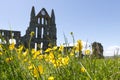 Arches at whitby abbey ruins in north Yorkshire U.K. Royalty Free Stock Photo