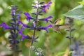 Archilochus Colubris Ruby-Throated Hummingbird At Purple Salvia