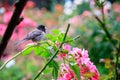 arching branch holding small chickadee Royalty Free Stock Photo