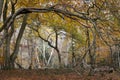 Arching branches of beech trees with silver birch trees in the distance, Burnham Beeches, Buckinghamshire, UK Royalty Free Stock Photo