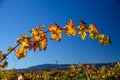 Arching grapevine with red and orange leaves under blue sky Royalty Free Stock Photo