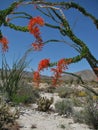 An arching ocotillo tree in bright spring bloom stands out against a blue sky and desert landscape
