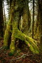 Arching Roots of Tree Coverd In Moss