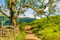 Arching tree branch over the farming path next to stone fence. Very nice tree curving towards the path