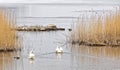 Archipelago in morning light, two swans and reed straw Royalty Free Stock Photo