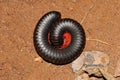 Archispirostreptus gigas, the giant African millipede or shongololo