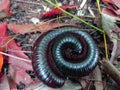 Archispirostreptus Julida Spirostreptus Millipedes Centipede Royalty Free Stock Photo