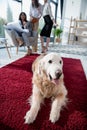 Architects in formal wear working with blueprint while dog lying on carpet Royalty Free Stock Photo