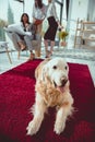 architects in formal wear working with blueprint while dog lying on carpet Royalty Free Stock Photo