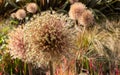 Allium seedheads growing amongst ornamental grasses. Photographed in Chiswick, West London UK on a sunny afternoon in June. Royalty Free Stock Photo