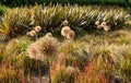 Allium seedheads growing amongst ornamental grasses. Photographed in Chiswick, West London UK on a sunny afternoon in June. Royalty Free Stock Photo