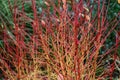 Architectural corpus shrub with red and orange stems without foliage in winter Royalty Free Stock Photo