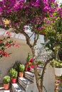 Architectural details of a stairway surrounded with a lot of beutiful flowers at the old town of Skiathos, island of Skiathos Royalty Free Stock Photo