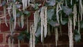 Architectural plant garrya elliptica bush against garden wall