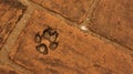 A traces of dog footprints on architectural red brick building.