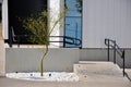 Architecture, company entrance with small tree planted in white stone ground with handrail support and glass, Brazil, South Americ Royalty Free Stock Photo