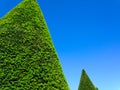 architecture conical hedges tree with beautiful blue sky