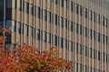 Architecture detail, windows of an office building with tree in front Royalty Free Stock Photo