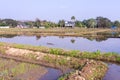 Architecture farming in Asia rice field