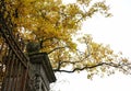 architecture fence branch tree yellow leaves autumn nature Royalty Free Stock Photo