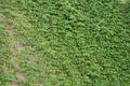 Architecture and nature. House building covered with ivy. Green ivy plant climbing brick wall. Old house exterior with climber. Royalty Free Stock Photo