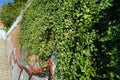 Hedera helix grows on the wall of the historic flak tower Flakturm Humboldthain. Berlin, Germany