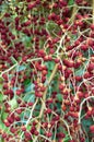 Archontophoenix alexandrae commonly known as Alexandra or King Palm Tree. Close up of ripe red fruits. Royalty Free Stock Photo