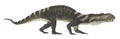 Archosaur Prestosuchus isolated on white background