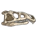 Archosaurus rossicus fossilized skull hand drawn sketch image. Carnivorous archosauriform reptile dinosaur fossil illustration