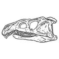 Archosaurus rossicus fossilized skull hand drawn sketch image. Carnivorous archosauriform reptile dinosaur fossil illustration