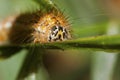 Arctia caja larva Caterpillar Royalty Free Stock Photo