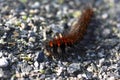 Arctia caja is a moth caterpillar from the female subfamily of the family Erebidae Royalty Free Stock Photo