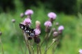 Arctia villica butterfly. Beautiful flying insect orange black white colors, green grass leaf background. selective focus macro Royalty Free Stock Photo