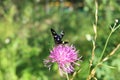 Arctia villica butterfly. Beautiful flying insect orange black white colors, green grass leaf background. selective focus macro Royalty Free Stock Photo